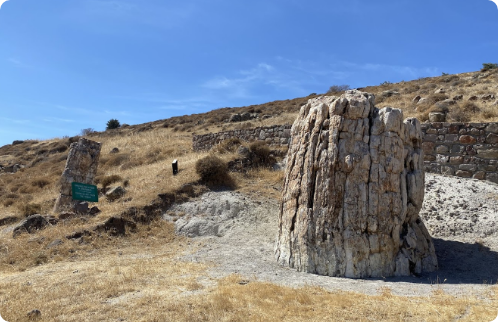 Petrified Forest of Lesvos, ancient fossilised trees
